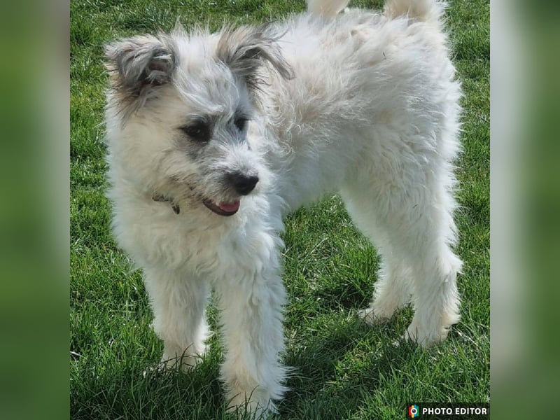 Julchen, zarte Seele sucht ihr Zuhause, Ps in 86633 Neuburg a.d.Donau