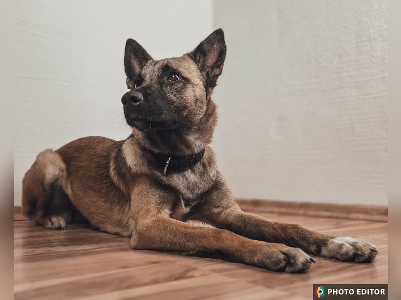 Jane, Kuschelqueen mit Köpfchen und Tatendrang, PS in 94078 Freyung