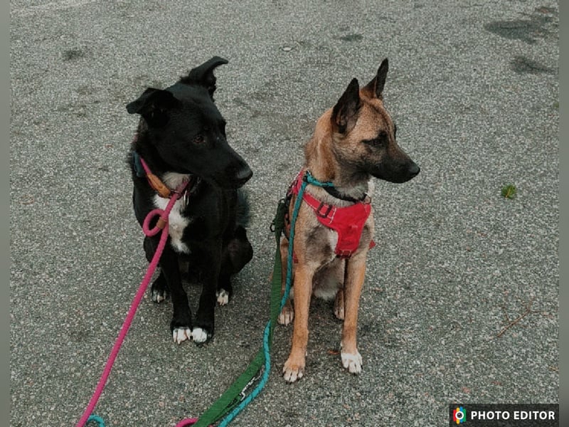 Jane, Kuschelqueen mit Köpfchen und Tatendrang, PS in 94078 Freyung