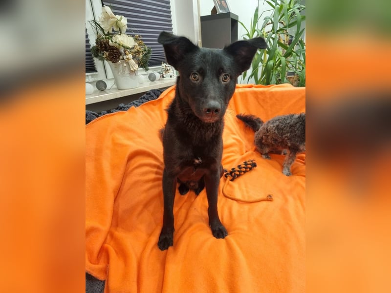 Feivel, bildhübscher Junghund sucht sicheren Hafen, PS in 86633 Neuburg