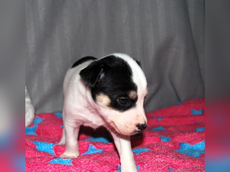 Perro sin Pelo del Peru - behaarte Varität - 3 bildschöne Rüden suchen ein tolles Zuhause