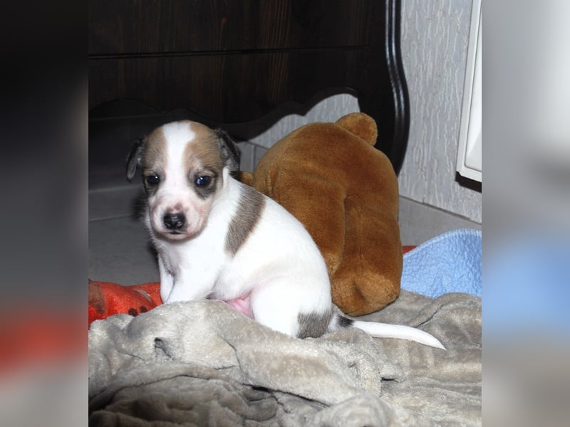 Perro sin Pelo del Peru - behaarte Varität - 3 bildschöne Rüden suchen ein tolles Zuhause