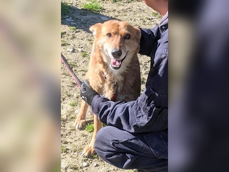 Zara, eine wunderschöne Füchsin