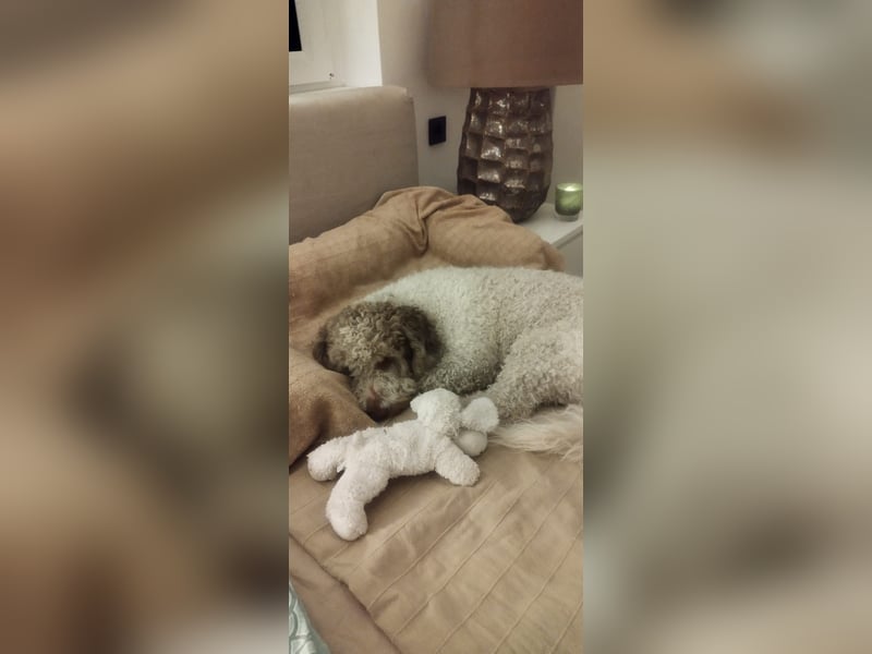 Ein Herz auf 4 Pfoten sucht sein für immer Zuhause