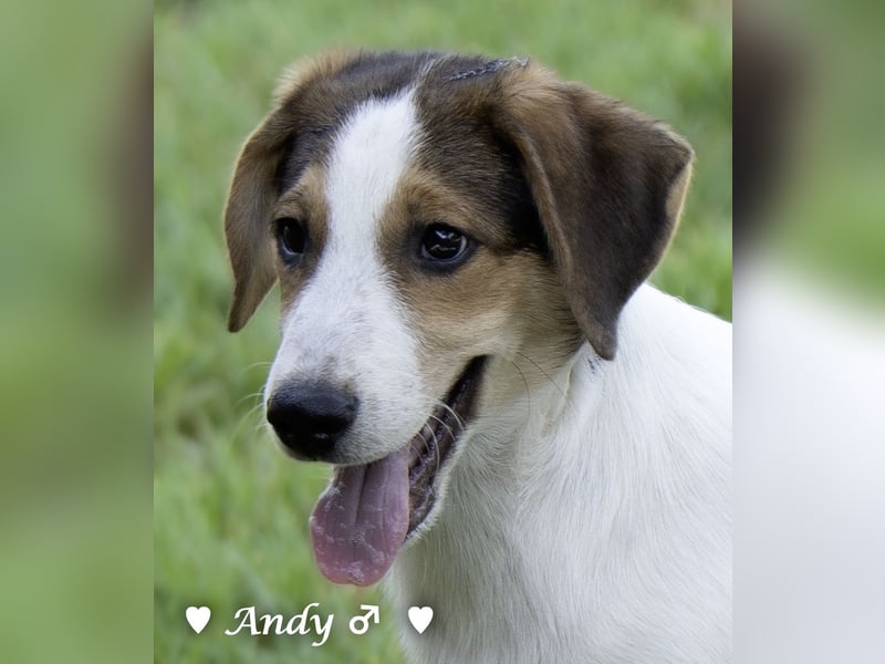 Update: Die Welpen  Adrian und Andy suchen ihre Familie