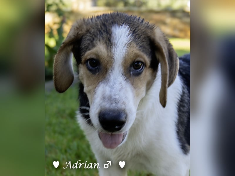 Update: Die Welpen  Adrian und Andy suchen ihre Familie