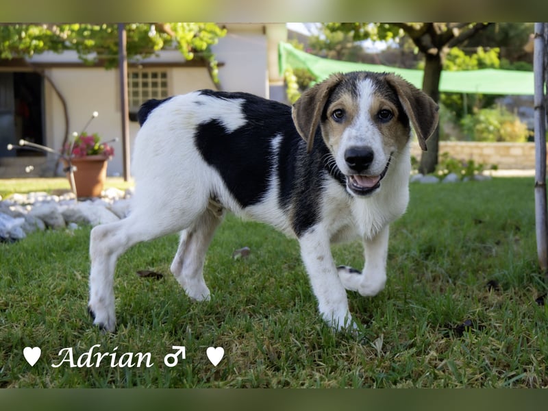 Update: Die Welpen  Adrian und Andy suchen ihre Familie