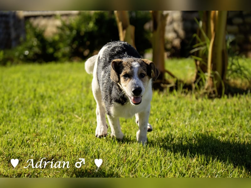 Update: Die Welpen  Adrian und Andy suchen ihre Familie