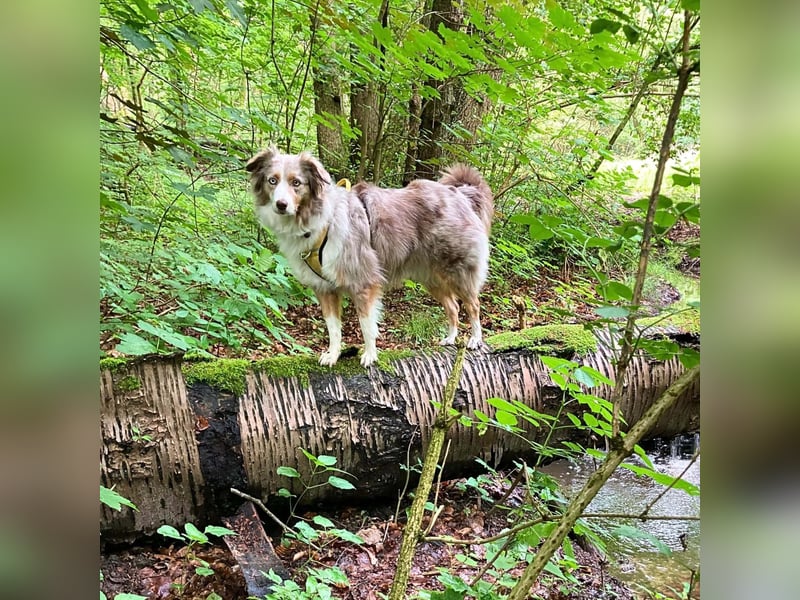 Nala - ist sensibel