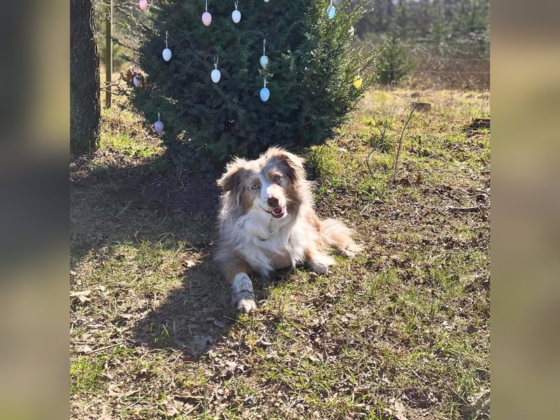 Nala - ist sensibel