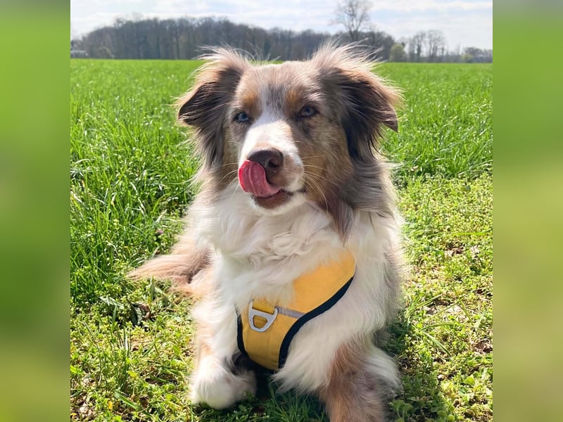 Nala - ist sensibel