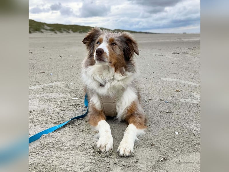 Nala - ist sensibel