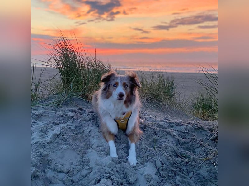 Nala - ist sensibel