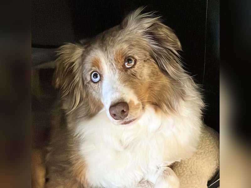 Nala - ist sensibel