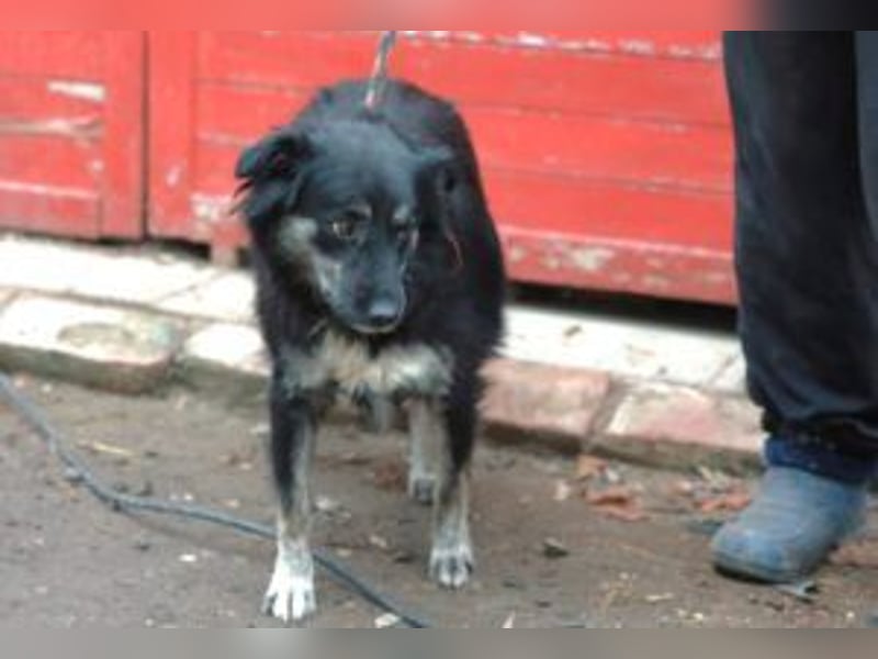 Die freundliche Lina sucht ihr Körbchen