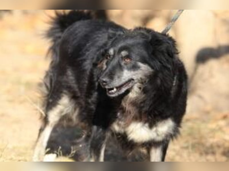 Die freundliche Lina sucht ihr Körbchen