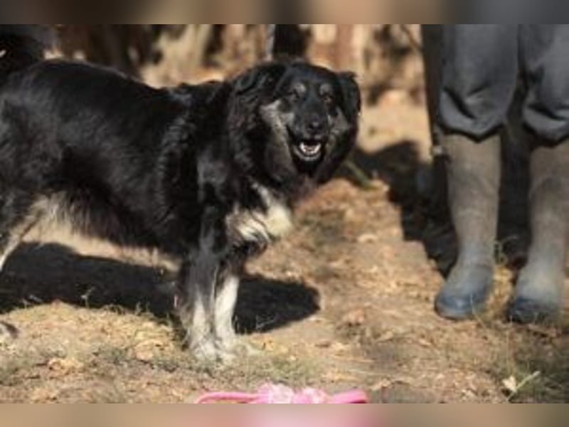 Die freundliche Lina sucht ihr Körbchen