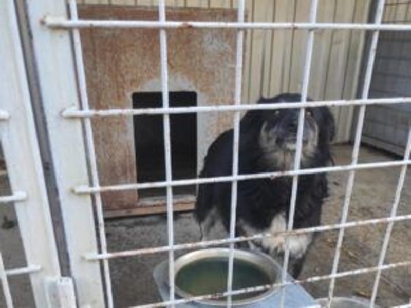 Die freundliche Lina sucht ihr Körbchen