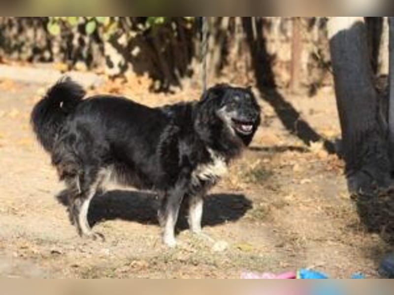 Die freundliche Lina sucht ihr Körbchen