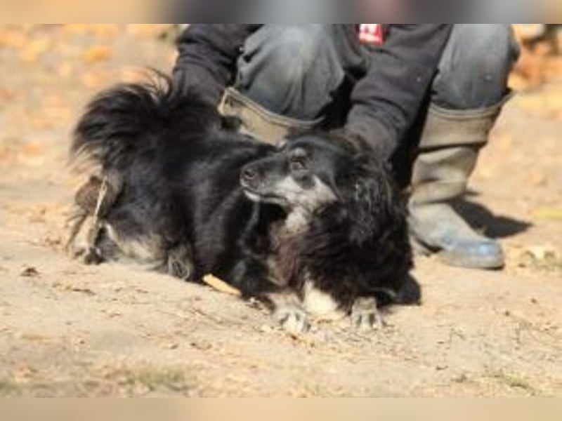 Die freundliche Lina sucht ihr Körbchen