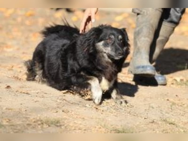 Die freundliche Lina sucht ihr Körbchen