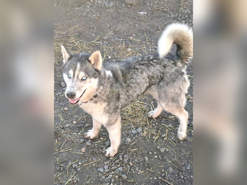 Freundliche Elsa ( * 10/2021 ) sucht ihre Familie