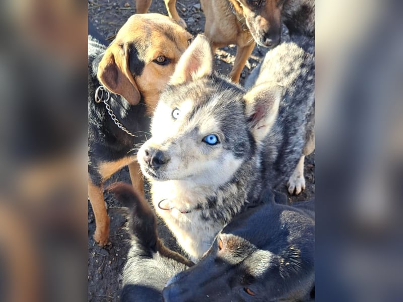 Freundliche Elsa ( * 10/2021 ) sucht ihre Familie