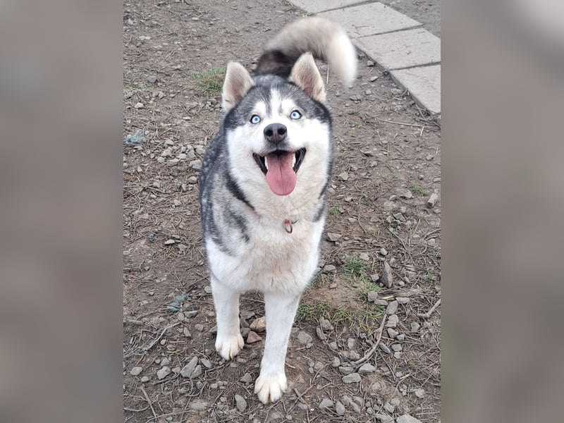 Freundliche Elsa ( * 10/2021 ) sucht ihre Familie