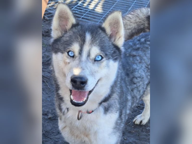 Freundliche Elsa ( * 10/2021 ) sucht ihre Familie