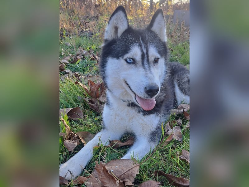 Süße Mindy ( *07/2021 ) sucht ihre Familie