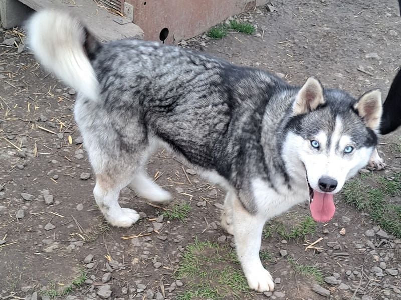 Freundliche Elsa ( * 10/2021 ) sucht ihre Familie