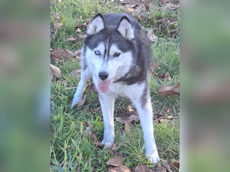 Süße Mindy ( *07/2021 ) sucht ihre Familie