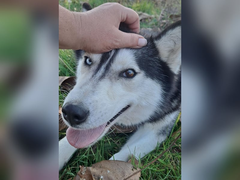 Süße Mindy ( *07/2021 ) sucht ihre Familie