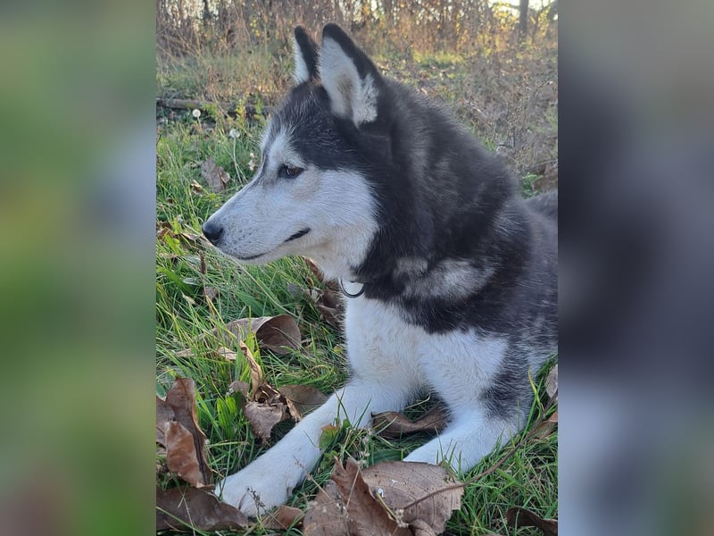 Süße Mindy ( *07/2021 ) sucht ihre Familie