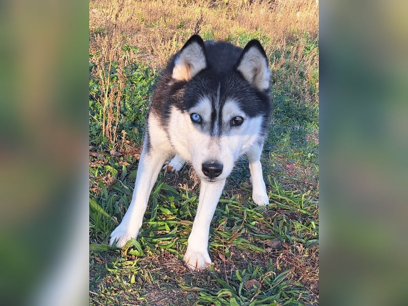 Süße Mindy ( *07/2021 ) sucht ihre Familie