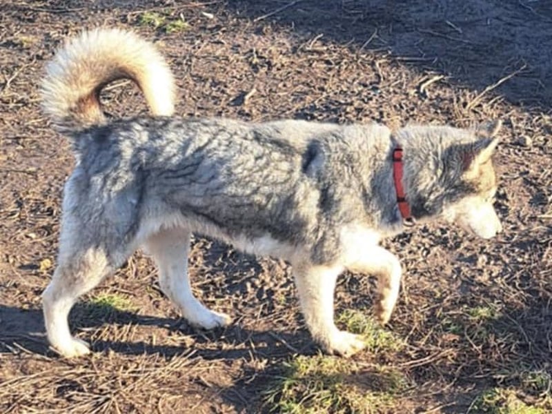 Freundliche Elsa ( * 10/2021 ) sucht ihre Familie