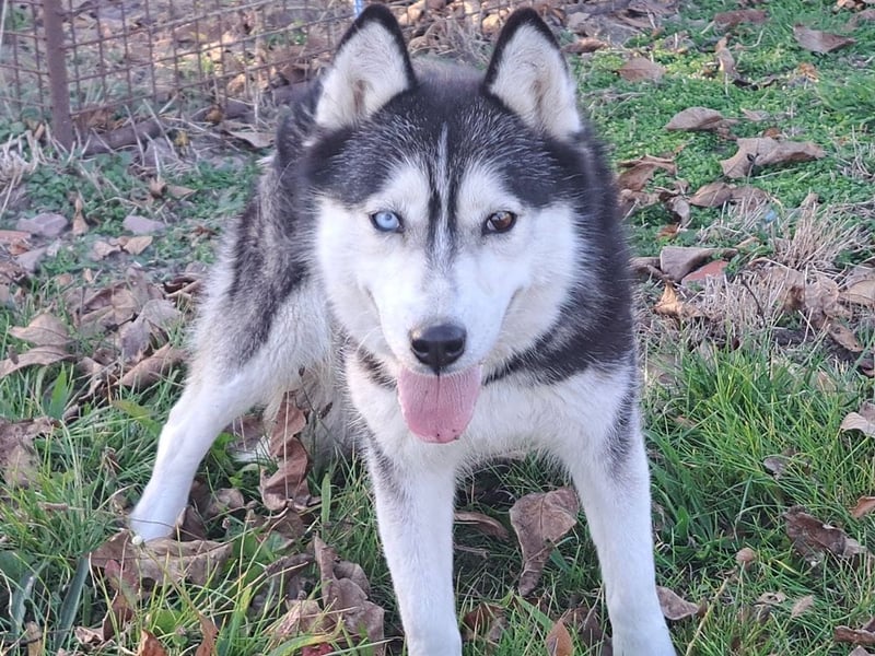 Süße Mindy ( *07/2021 ) sucht ihre Familie