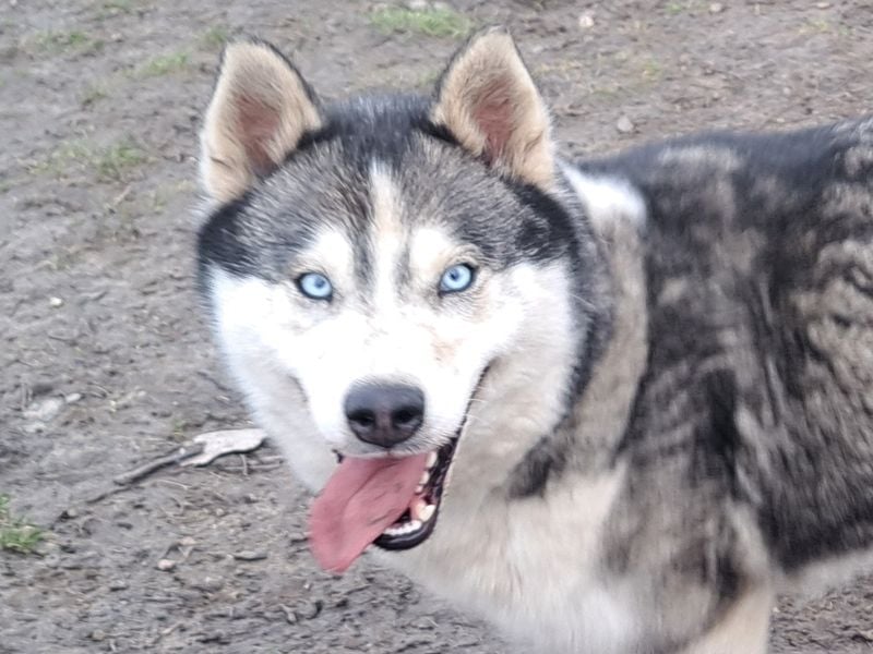 Freundliche Elsa ( * 10/2021 ) sucht ihre Familie