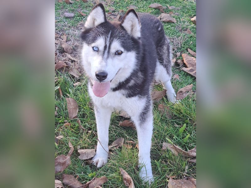 Süße Mindy ( *07/2021 ) sucht ihre Familie