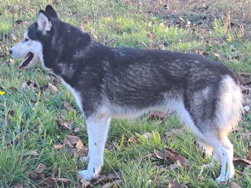 Süße Mindy ( *07/2021 ) sucht ihre Familie