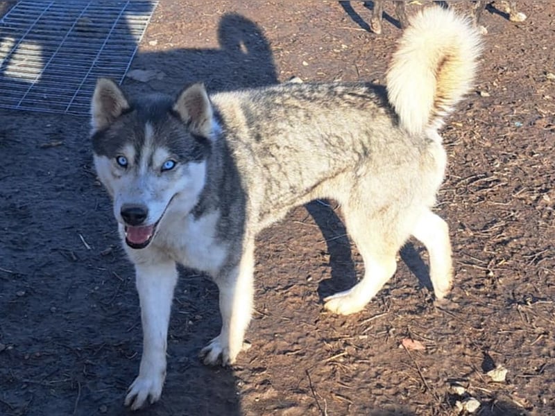 Freundliche Elsa ( * 10/2021 ) sucht ihre Familie