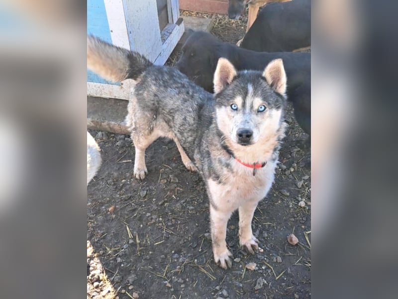 Freundliche Elsa ( * 10/2021 ) sucht ihre Familie