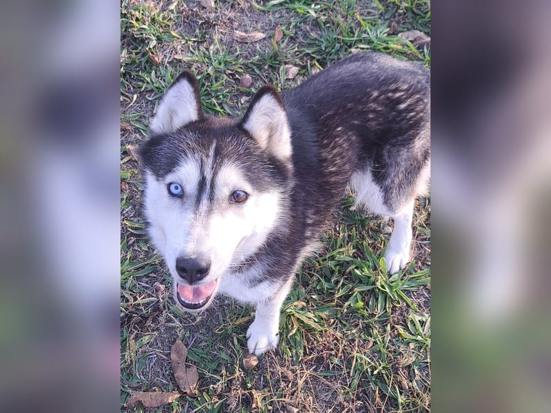 Süße Mindy ( *07/2021 ) sucht ihre Familie