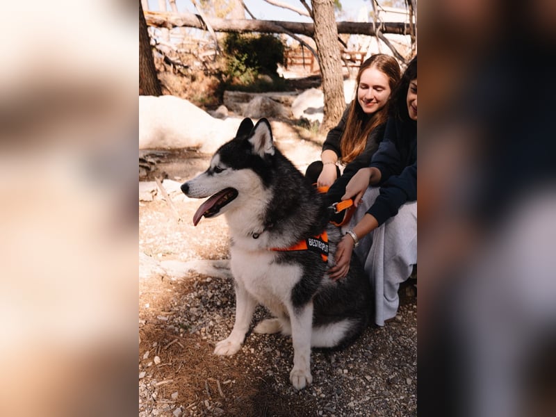 lebensfrohe Husky Dame Astra
