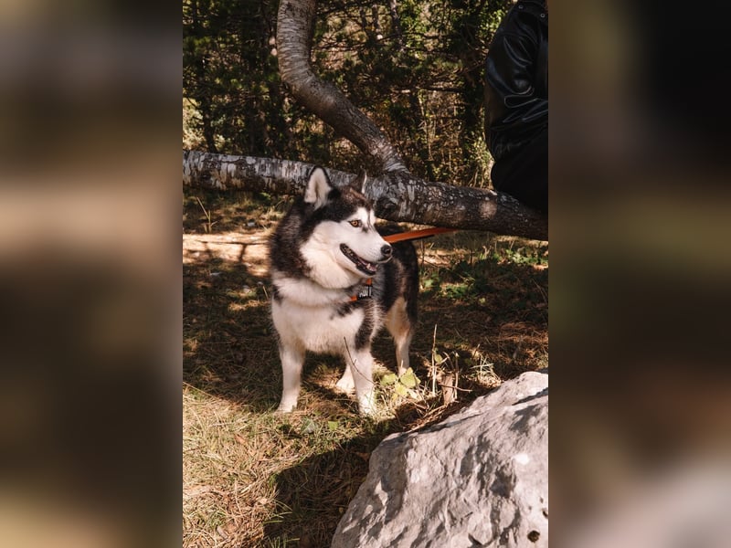 lebensfrohe Husky Dame Astra