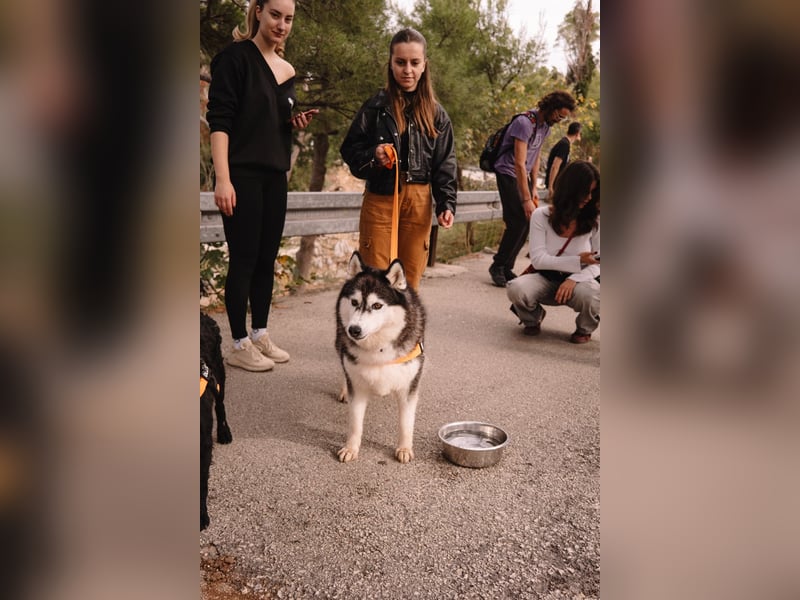 lebensfrohe Husky Dame Astra
