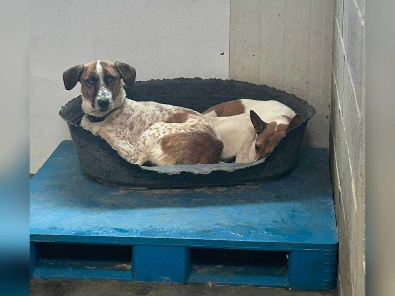 Liska - sanfte Hündin sucht ihr Für immer Zuhause ❤️