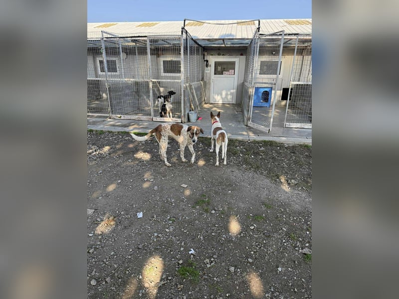 Liska - sanfte Hündin sucht ihr Für immer Zuhause ❤️