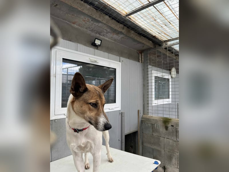 Liska - sanfte Hündin sucht ihr Für immer Zuhause ❤️