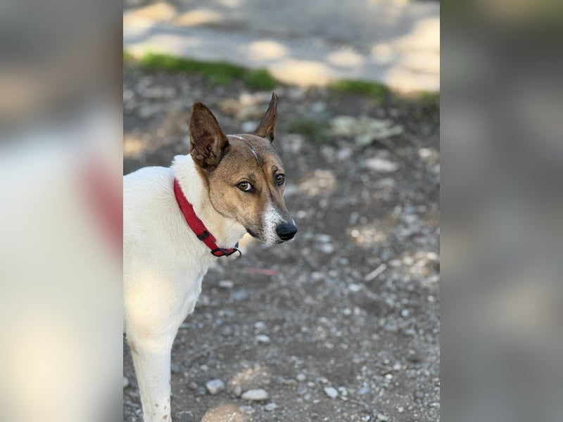 Liska - sanfte Hündin sucht ihr Für immer Zuhause ❤️